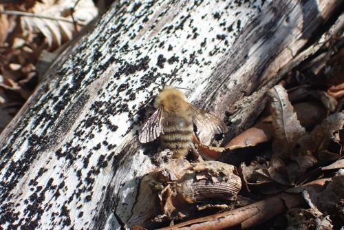 Bombus pascuorum